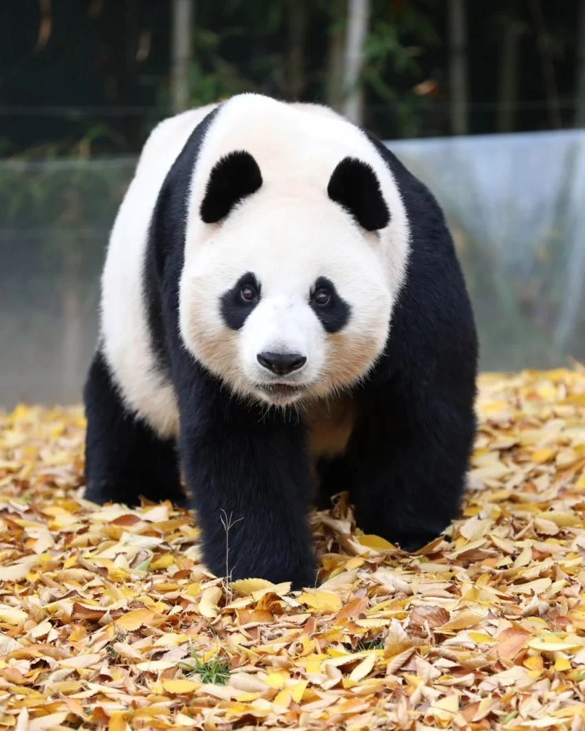 아이바오 너무 이뻐이뻐...🖤 | 인스티즈