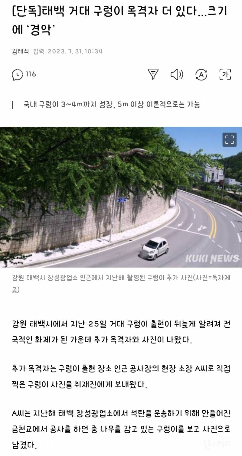 [단독] 태백 거대 구렁이 목격자 더 있다 크기에 '경악' | 인스티즈