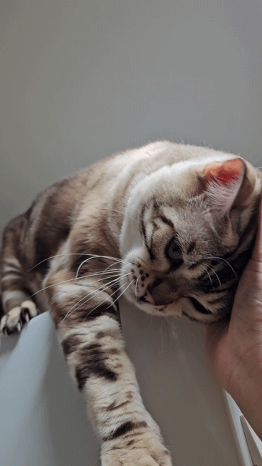 [잡담] 고양이의 날 우리 주인님 짤 털어요❤ | 인스티즈