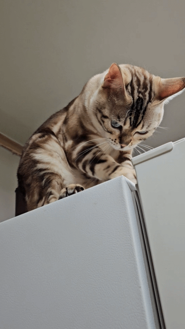 [잡담] 고양이의 날 우리 주인님 짤 털어요❤ | 인스티즈