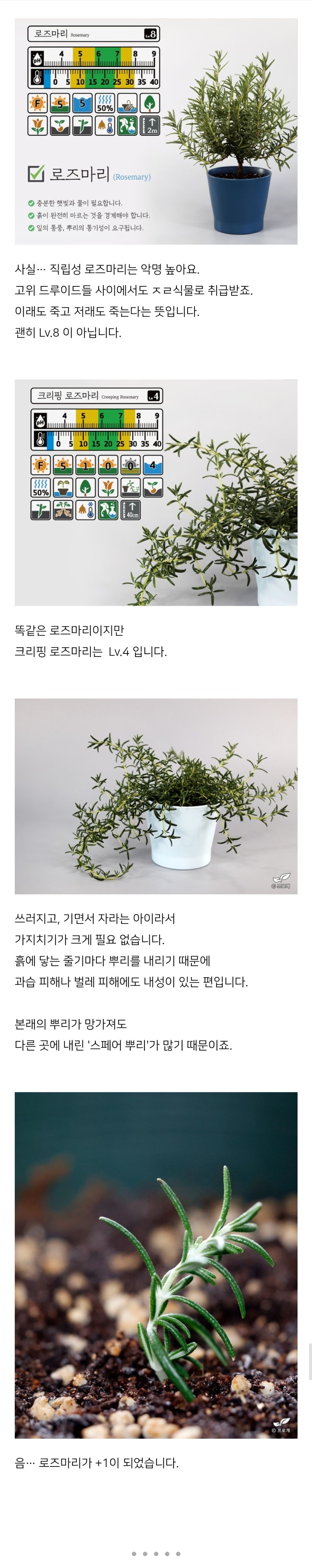 스벅 음료 장식이었던 로즈마리 키워낸 드루이드 | 인스티즈