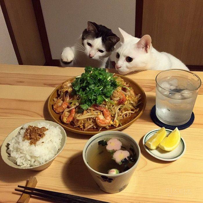 😺어서오세요 점심세트 예약하신 집사님 맞으시죠? | 인스티즈