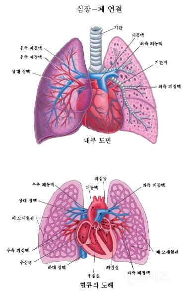 빈혈 방치하면 망가지는 내장들 | 인스티즈