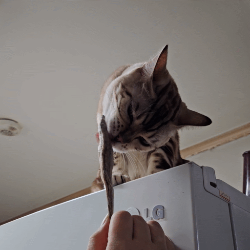 [잡담] 고양이의 날 우리 주인님 짤 털어요❤ | 인스티즈