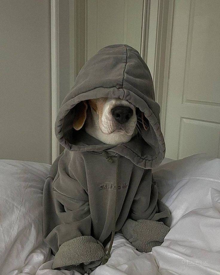 🐶누나 가을 옷 사왔다며 내 사이즈 몰라? | 인스티즈