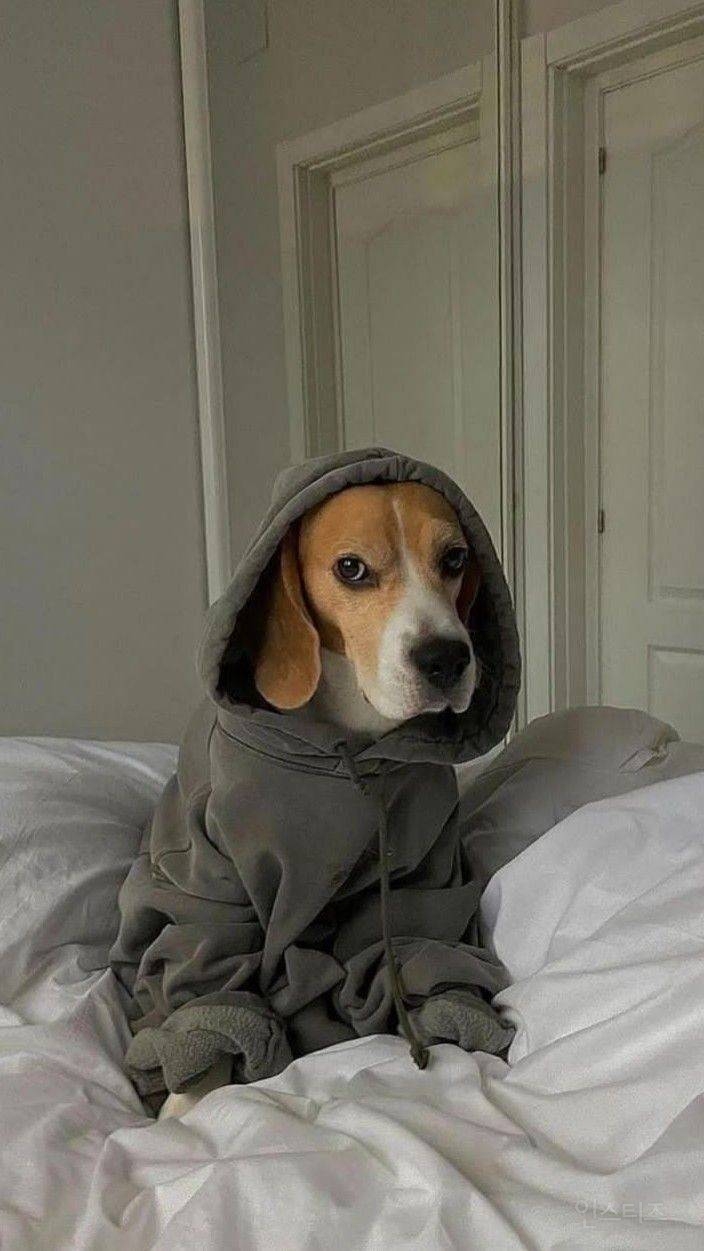 🐶누나 가을 옷 사왔다며 내 사이즈 몰라? | 인스티즈