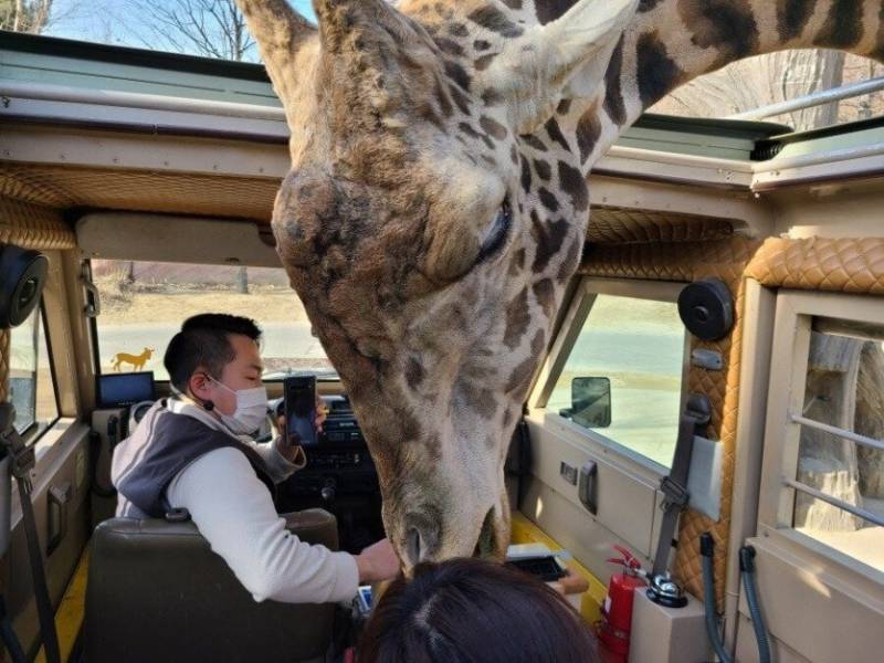 난 근데 진짜 기린이 너무 신기함 상상속의 동물같음… | 인스티즈