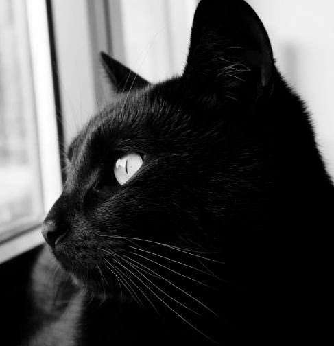 [잡담] 승한 원빈 둘 다 깜고인데 그림체가 엄청 다름 | 인스티즈