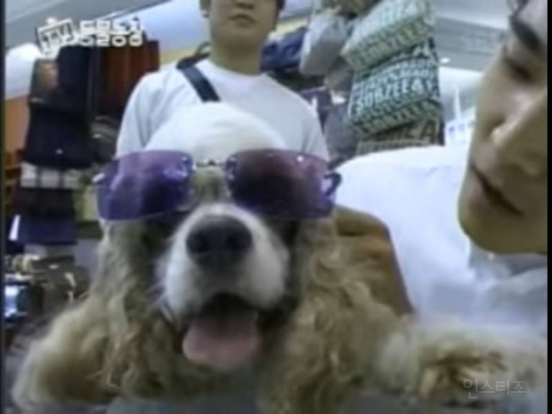 20년전 전국에 코카스파니엘 대란 일으켰던 강아지 | 인스티즈