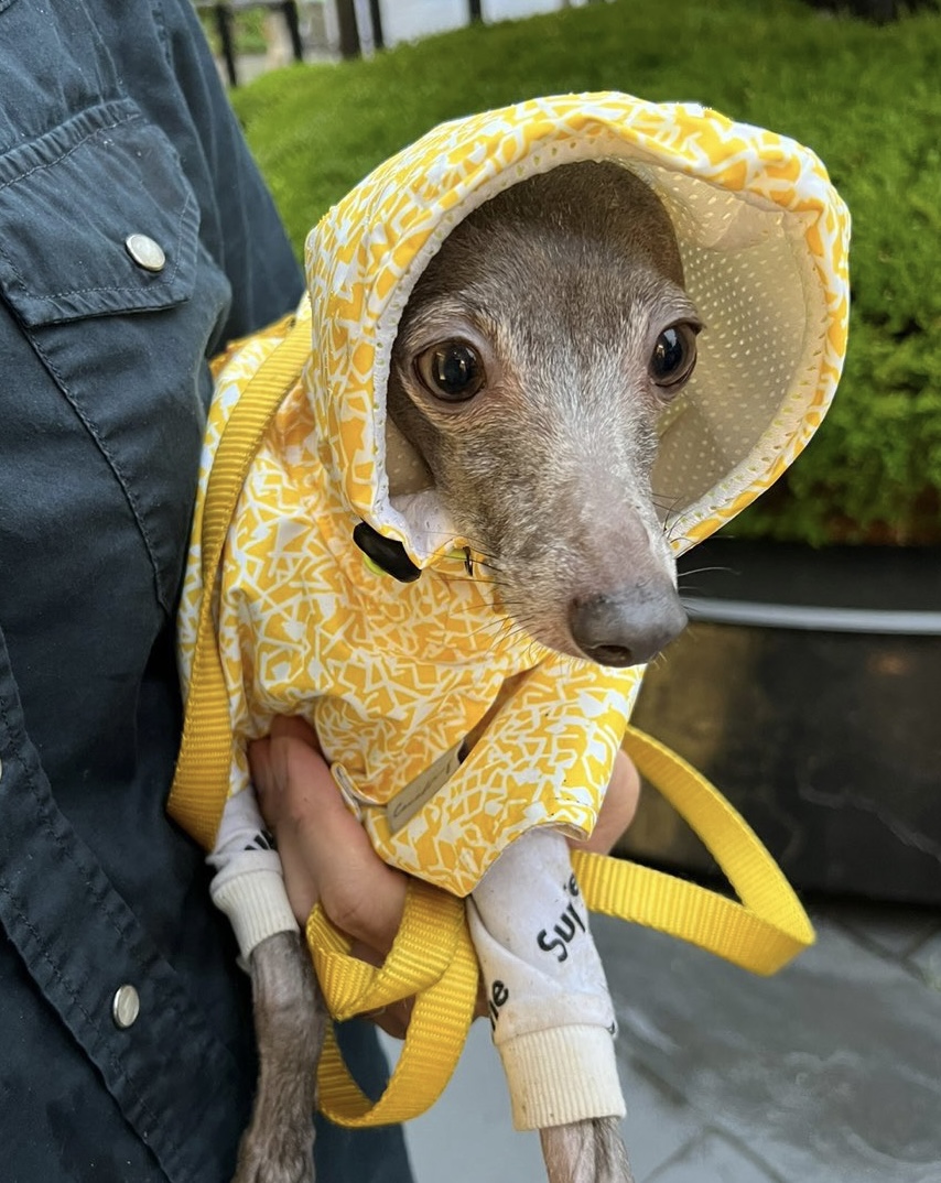 [잡담] 김규빈네 강아지가 나보다 옷 더 잘입는듯 | 인스티즈