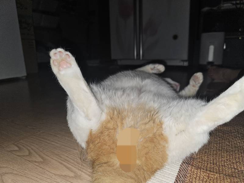 [잡담] 친척집 고양이의 축복이 장난아님 | 인스티즈