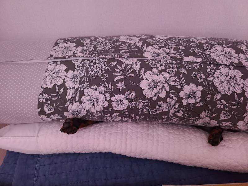 [잡담] 댕댕이 없다 🐶🐶 | 인스티즈