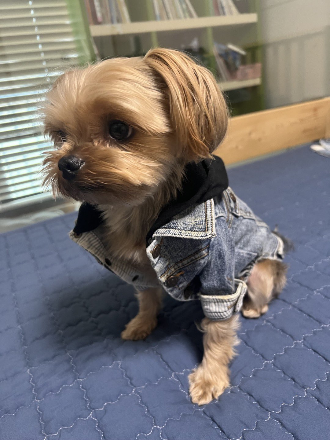 [잡담] 얘들아 원래 최애네 강아지도 보고 싶고 그러는 거니 | 인스티즈