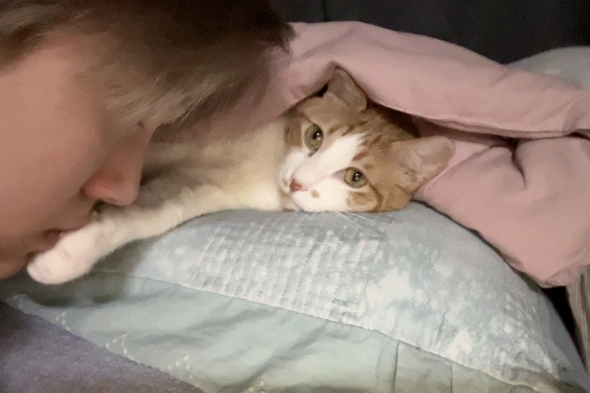 [잡담] 본가 고양이랑 사진 찍은거 귀엽다 | 인스티즈