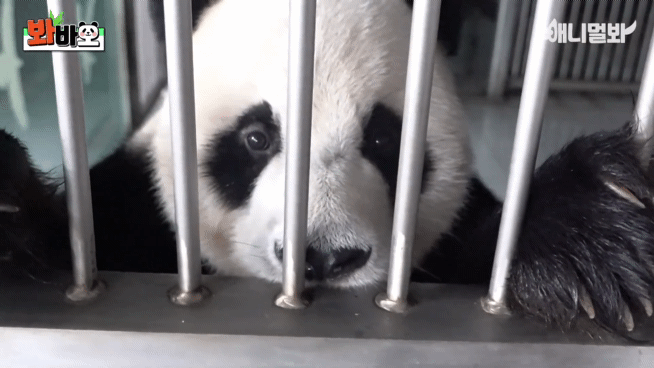 러바오 예전에 사람 좋아한다고 그랬는데 여전히 사람 좋아하나 보다 ㅋㅋㅋㅋ | 인스티즈