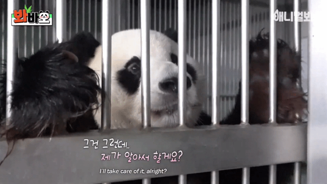 러바오 예전에 사람 좋아한다고 그랬는데 여전히 사람 좋아하나 보다 ㅋㅋㅋㅋ | 인스티즈