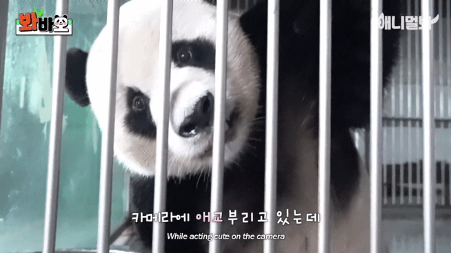 러바오 예전에 사람 좋아한다고 그랬는데 여전히 사람 좋아하나 보다 ㅋㅋㅋㅋ | 인스티즈