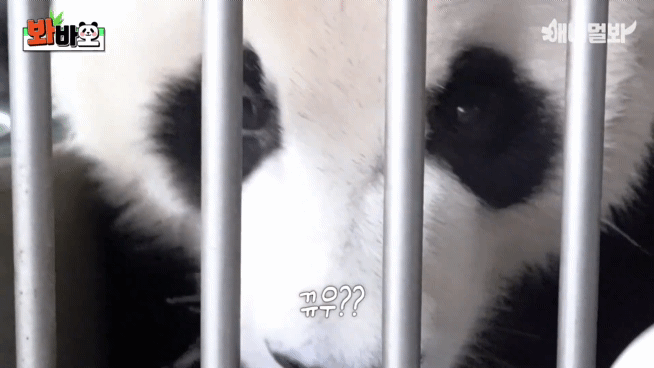 러바오 예전에 사람 좋아한다고 그랬는데 여전히 사람 좋아하나 보다 ㅋㅋㅋㅋ | 인스티즈