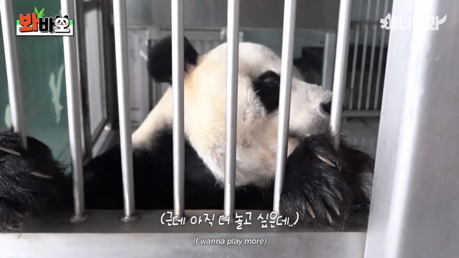 러바오 예전에 사람 좋아한다고 그랬는데 여전히 사람 좋아하나 보다 ㅋㅋㅋㅋ | 인스티즈