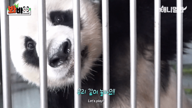 러바오 예전에 사람 좋아한다고 그랬는데 여전히 사람 좋아하나 보다 ㅋㅋㅋㅋ | 인스티즈