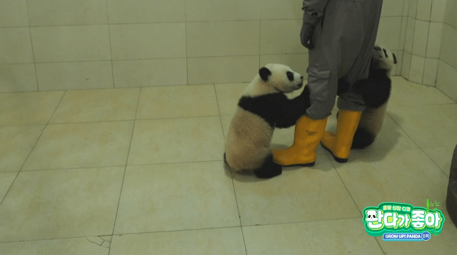 [잡담] 강송바오 미래 | 인스티즈