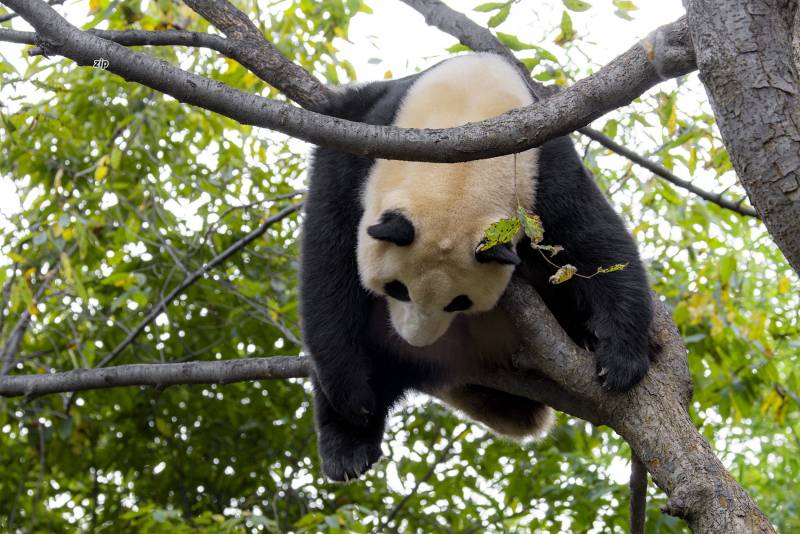 [잡담] 저번에 강바오가 푸바오 박박 씻어서 빨랫줄에 널고 싶다고 그러는데 | 인스티즈