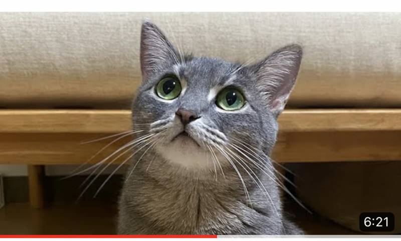 [잡담] 이 고양이 무슨 종인지 아는사람? 🤔 | 인스티즈