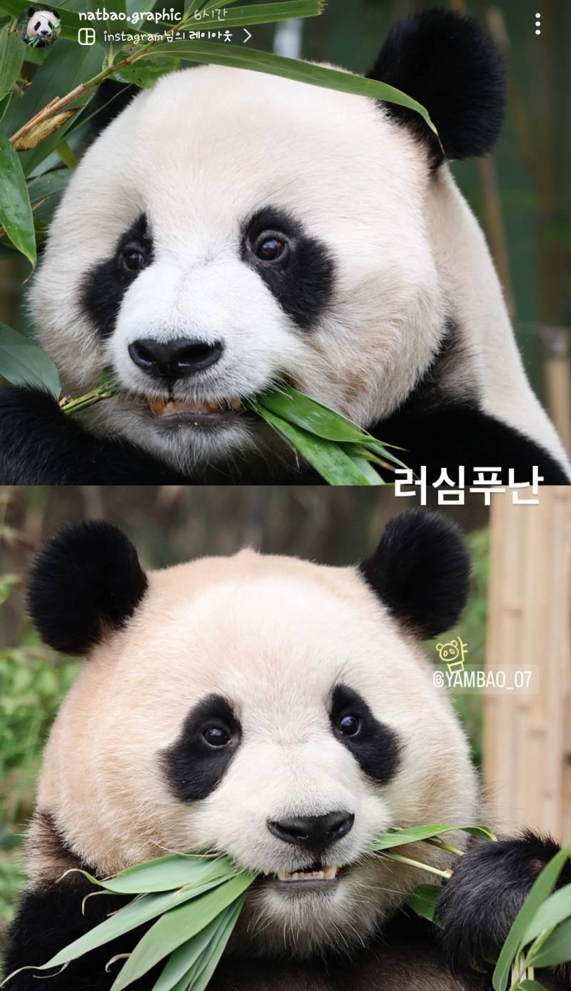 러바오가 심은데 푸바오가 자란다 | 인스티즈