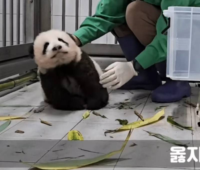 [잡담] 동생바오들 이렇게 큰데 아직 혼자서 못 서 있는게 신기하다 | 인스티즈