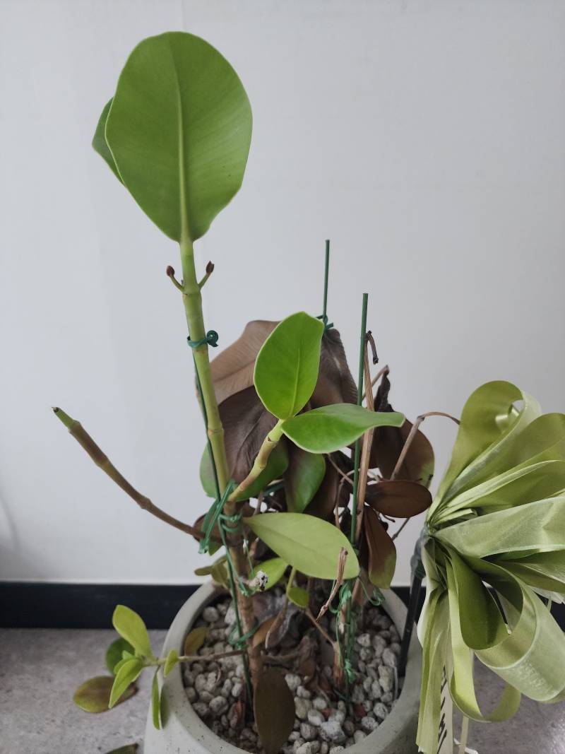 [잡담] 식물 잘 아는 사람 ㅠㅠ 얘 왜이래? | 인스티즈