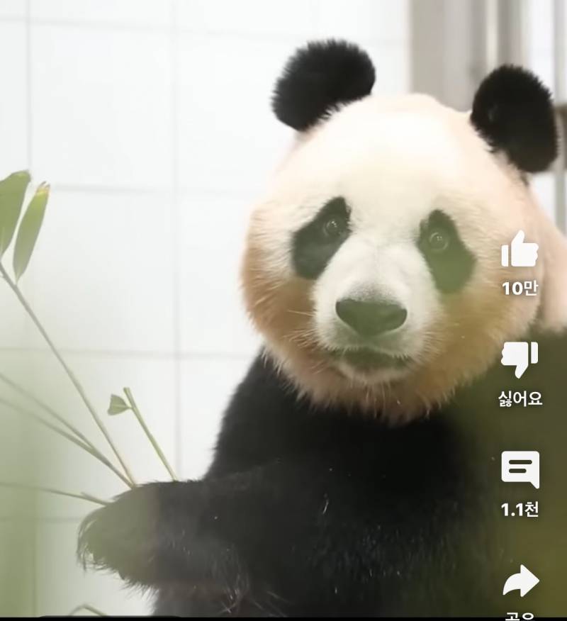 [잡담] 아이바오 먹다가 푸바오보고 이 표정으로 3초동안 멈춰 있는 거 개웃김ㅋㅋㅋ큐ㅠㅠㅠ | 인스티즈