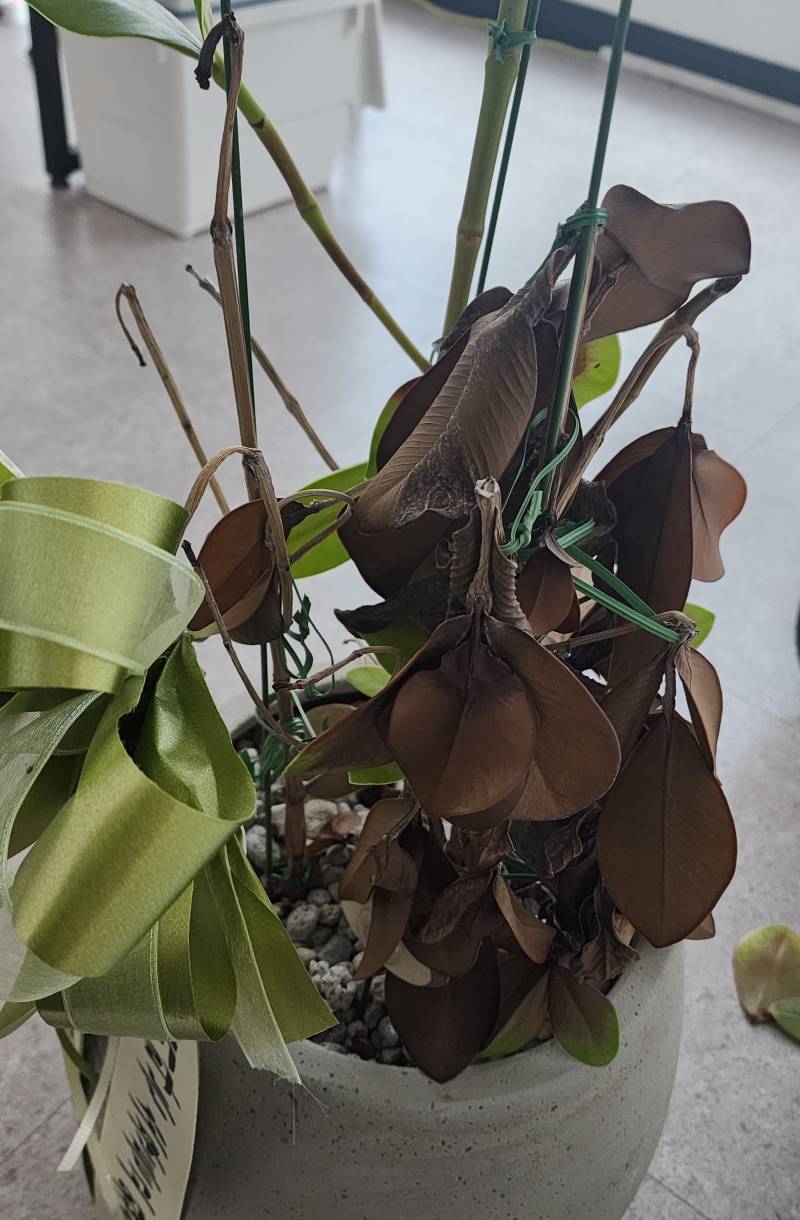 [잡담] 식물 잘 아는 사람 ㅠㅠ 얘 왜이래? | 인스티즈