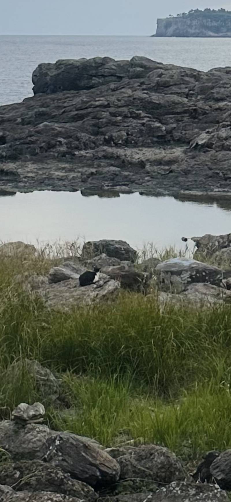 [잡담] 냥이좀봐 ㅠㅠㅠ ㅋㅋㅋ | 인스티즈