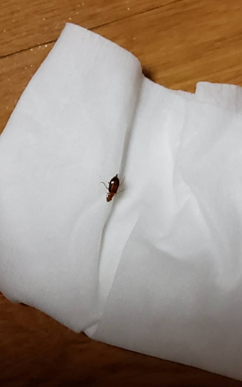 [잡담] 이거 무슨 벌레인지 아는 사람? 약간 ㅎㅇㅈㅇ | 인스티즈