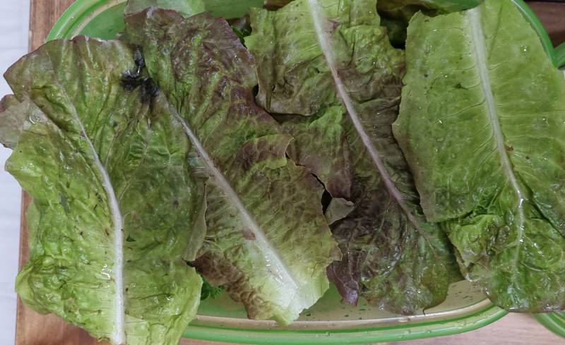 [잡담] 이 상추 시든거같음? | 인스티즈