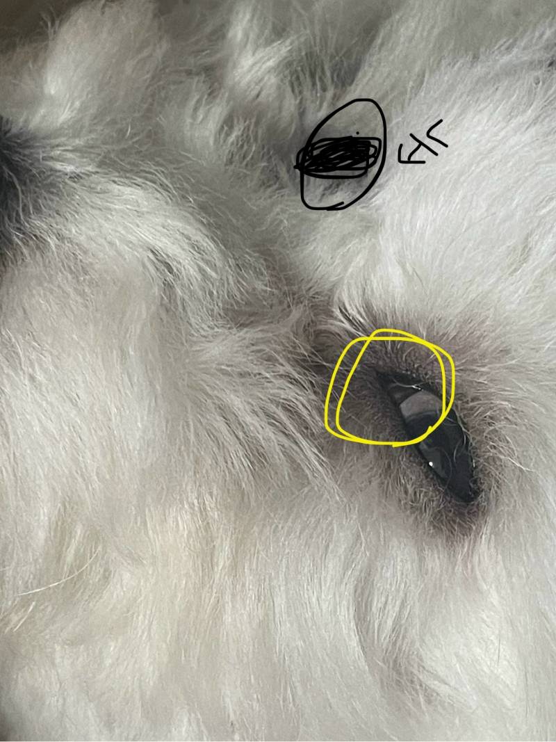 [잡담] 강아지 눈 질문 ✔️✔️ㅜㅜ | 인스티즈