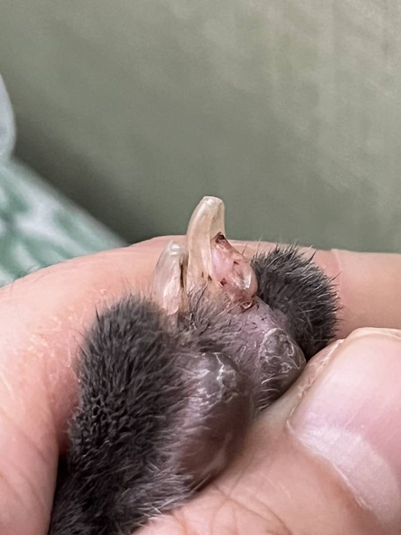 [잡담] 🚨😿혹시 고양이 키우는 사람이나 키웠던 사람있어??(혐오주의) | 인스티즈