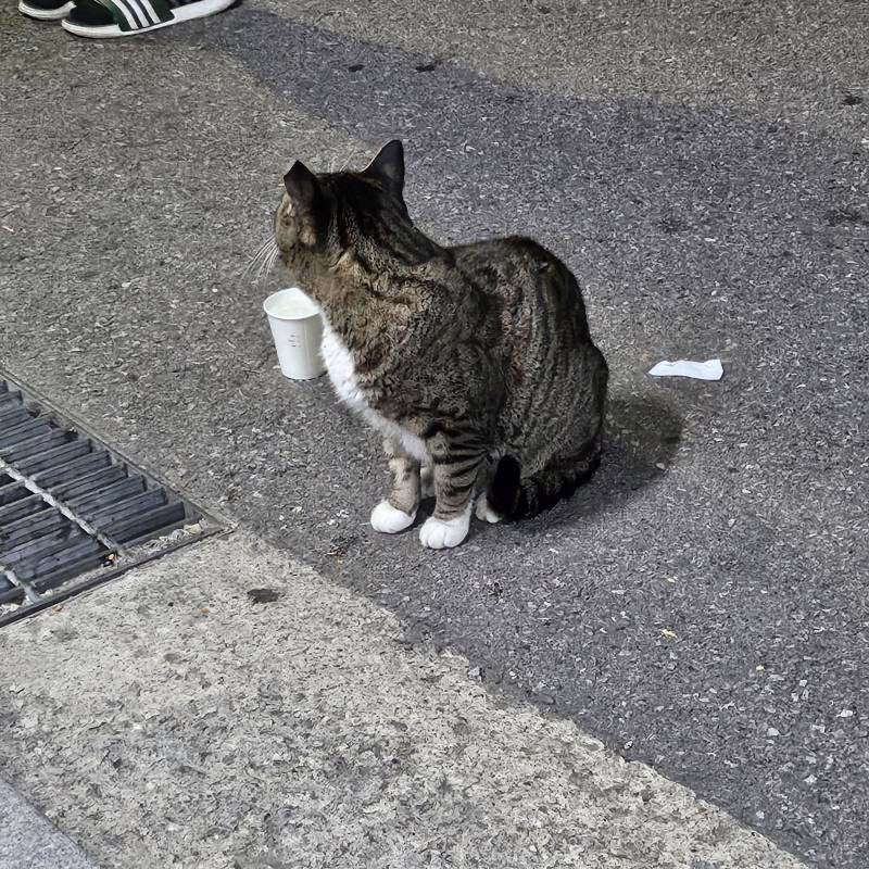 [잡담] 길고양이 물 사줬는데 안먹네!! | 인스티즈