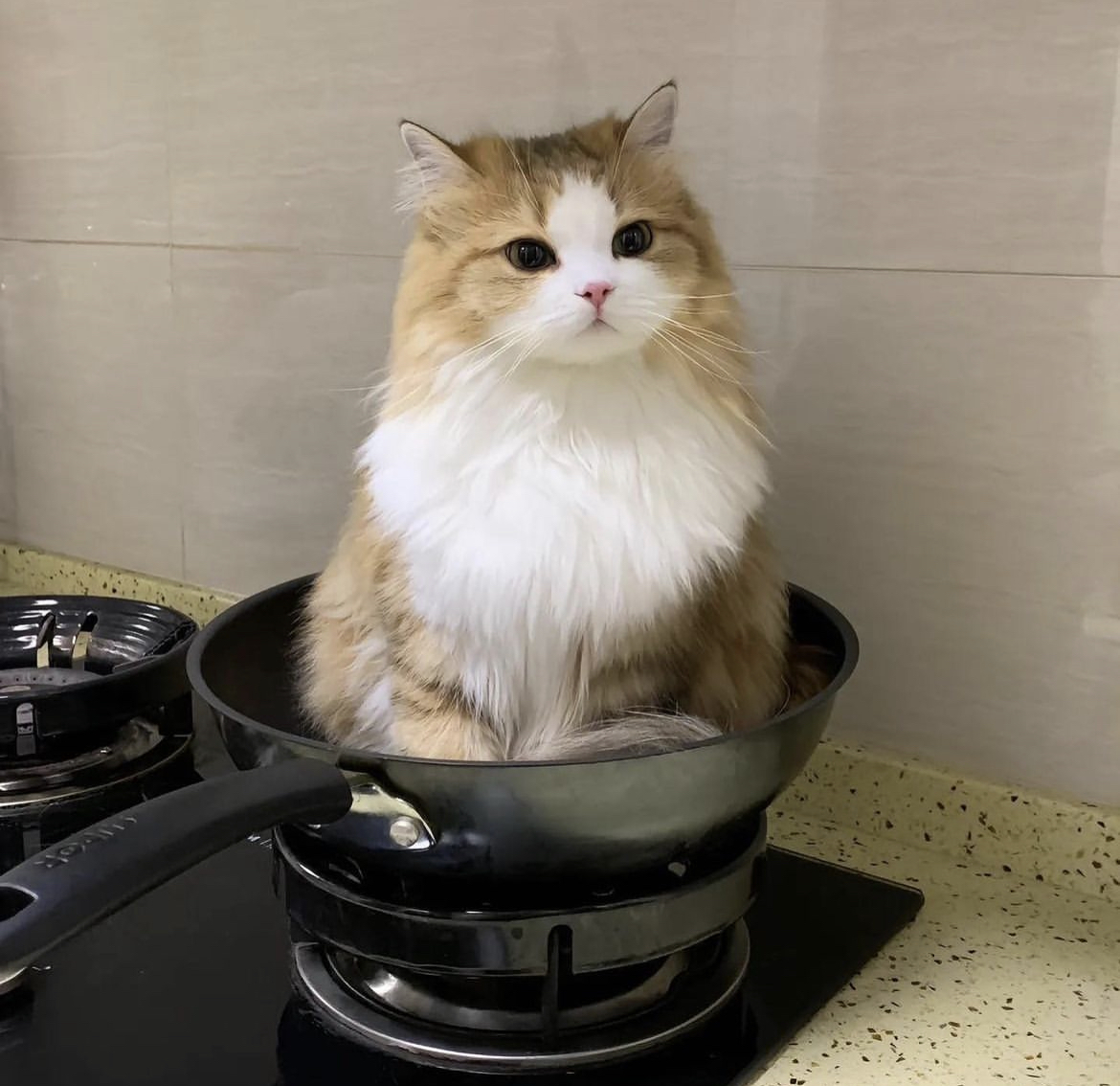 [잡담] 와 이 냥이 진짜 원빈이 닮음 | 인스티즈