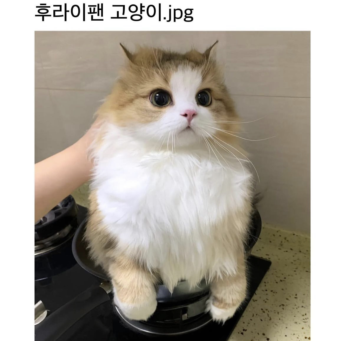 [잡담] 와 이 냥이 진짜 원빈이 닮음 | 인스티즈