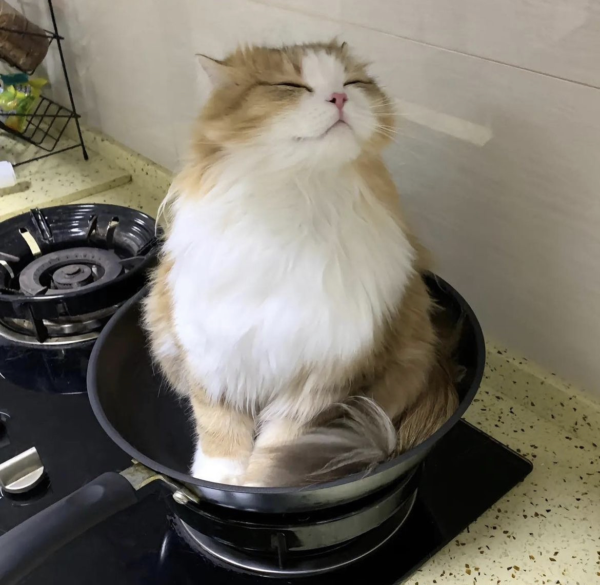 [잡담] 와 이 냥이 진짜 원빈이 닮음 | 인스티즈