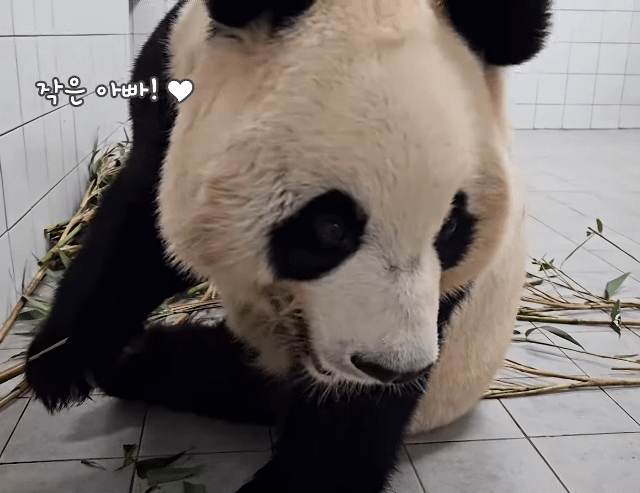 [잡담] 아웅! 아이바오 너무 이뻐이뻐!!!🖤🖤 | 인스티즈