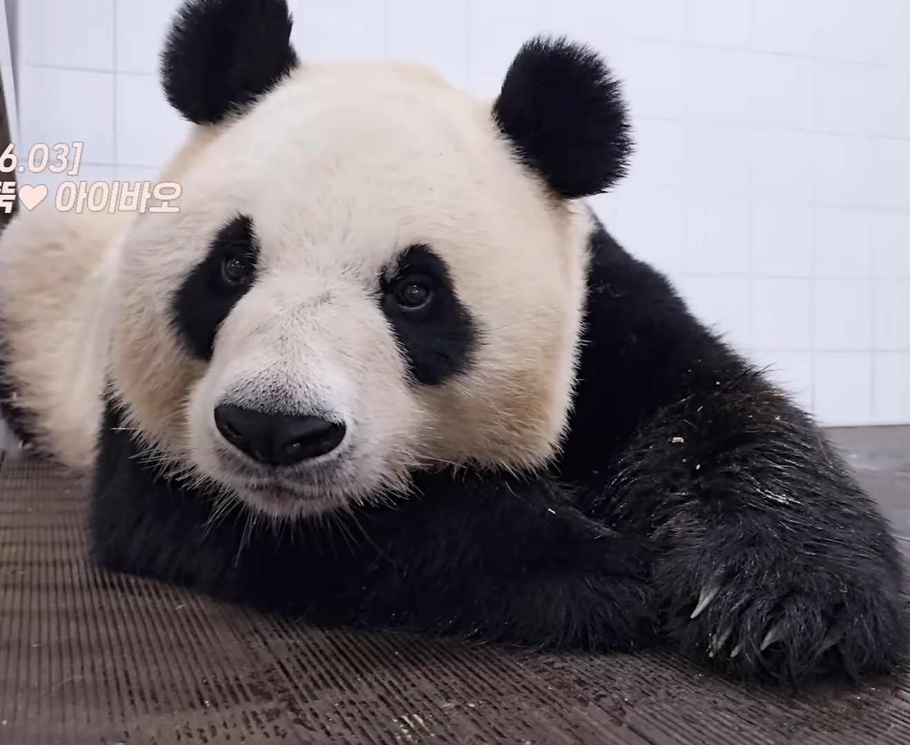 [잡담] 아웅! 아이바오 너무 이뻐이뻐!!!🖤🖤 | 인스티즈