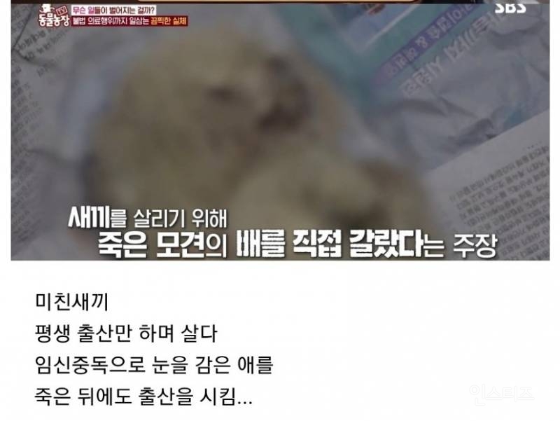 ?? : 보호소에 있는 애들은 더럽고 아프잖아요, 불법 아니고 인증 받은 정식 켄넬 에서 데리고왔어요^^ | 인스티즈