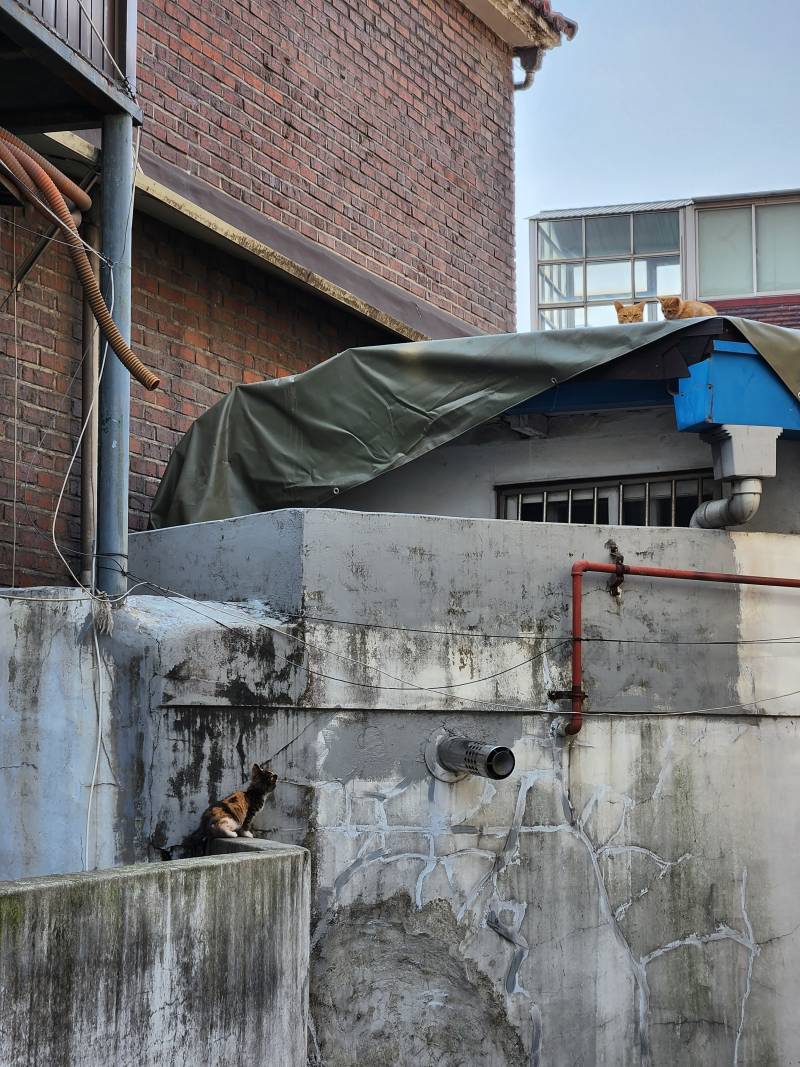 [잡담] 아기 고양이가 계속 울어 | 인스티즈