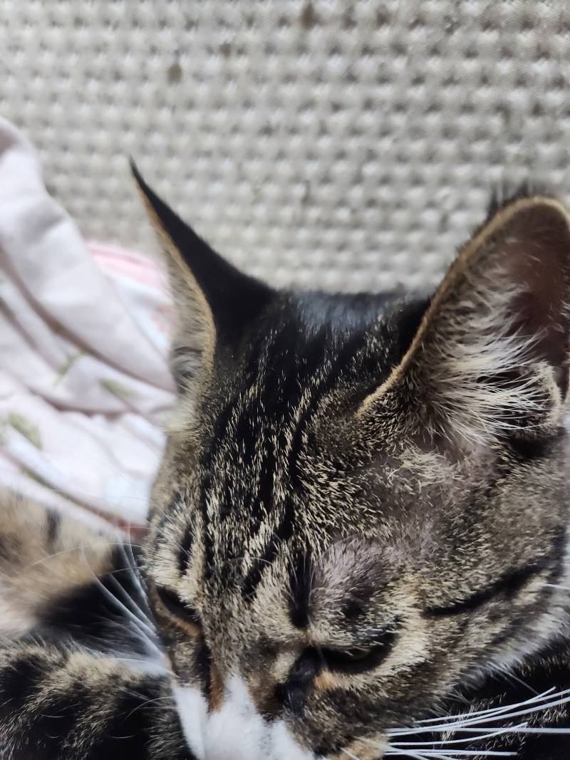 [잡담] 우리 고양이 천재다 | 인스티즈