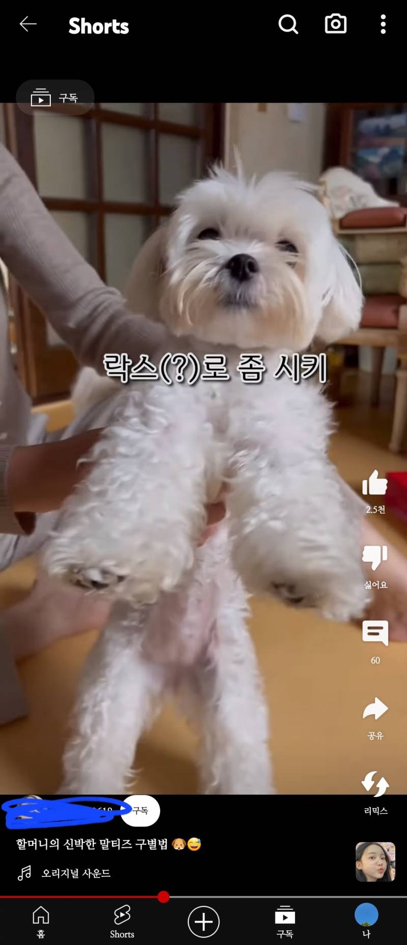 [잡담] ㅋㅋㅋ 유튜브에 할머니가 강아지 눈물자국보고 락스로 빨아야겠대ㅋㅋㅋㅋㅋ | 인스티즈