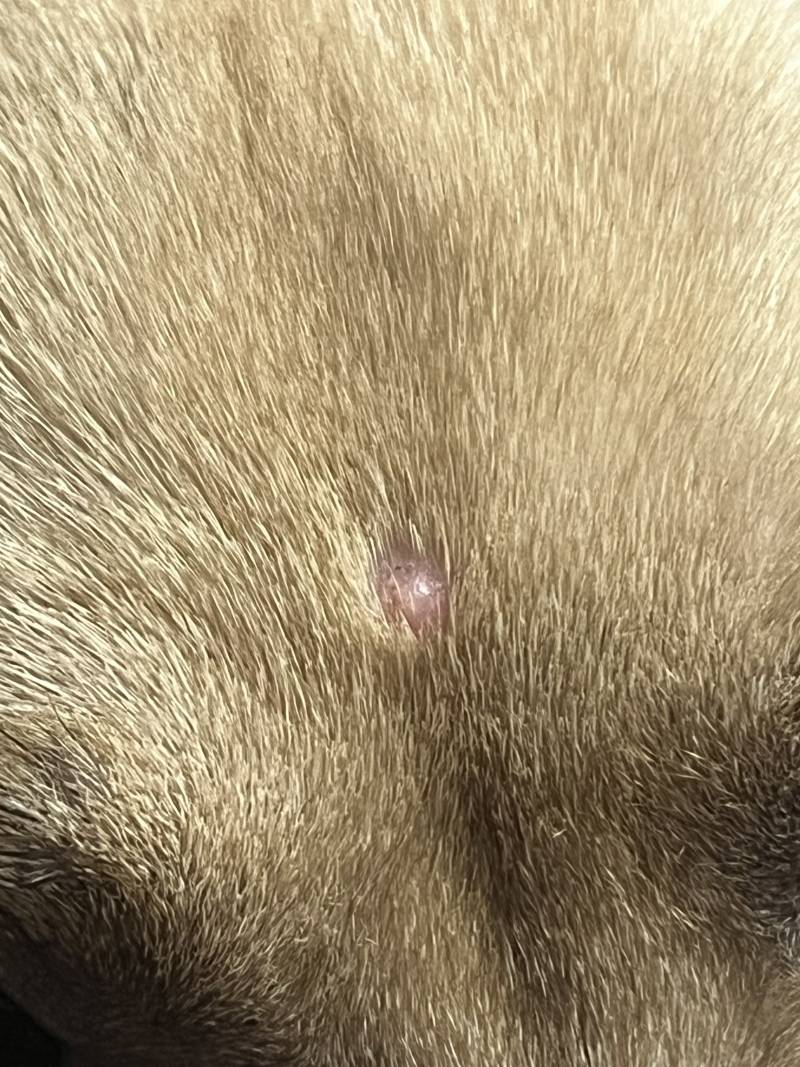 [잡담] 강아지 키우는 익중에 | 인스티즈