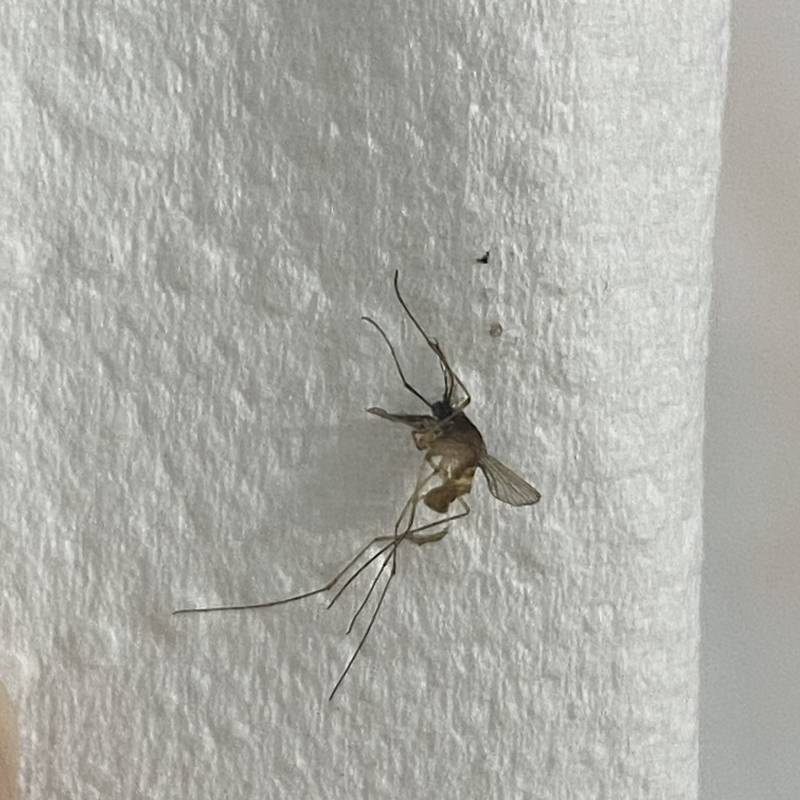 [잡담] 모기다리 왜이렇게 기냐 (모기사진 ㅎㅇㅈㅇ) | 인스티즈