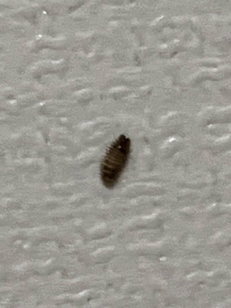 [잡담] 벌레 사진 주의)) 혹시 이거 무슨 벌렌지 아는 익 | 인스티즈